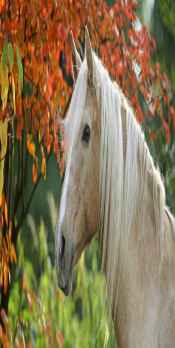 عکس های فانتزی بسیار زیبا ودیدنی اسب ها